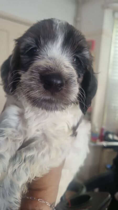 Cockapoo puppies for sale in Golders Green, Greater London – 7 weeks old