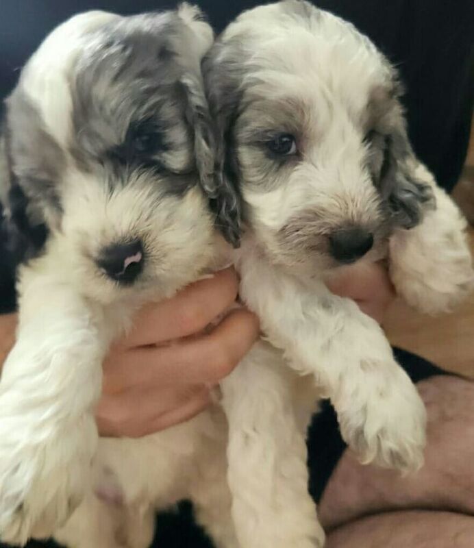 Cockapoo puppies for sale in Golders Green, Greater London – 7 weeks old - Image 2 of 3