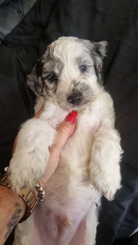 Cockapoo puppies for sale in Golders Green, Greater London – 7 weeks old - Image 3 of 3