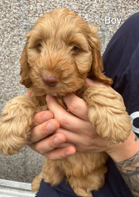 Cockapoo puppies for sale in Witham, Essex – 9 weeks old