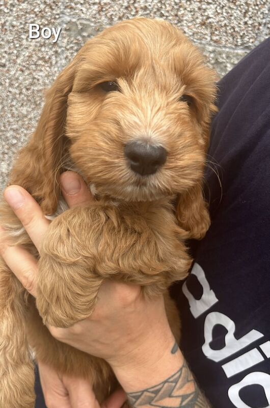 Cockapoo puppies for sale in Witham, Essex – 9 weeks old - Image 2 of 3