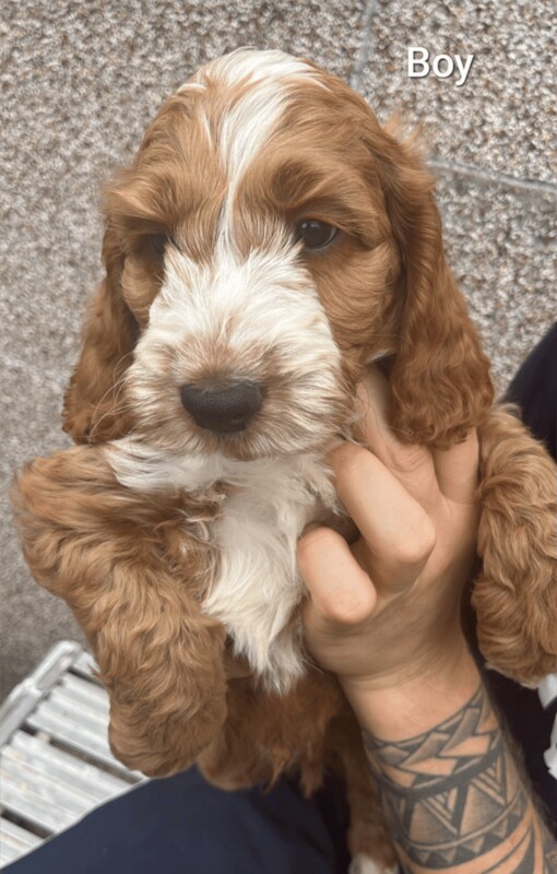 Cockapoo puppies for sale in Witham, Essex – 9 weeks old - Image 3 of 3