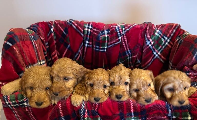 Cockapoo puppies for sale in Tandragee, County Armagh – 6 weeks old