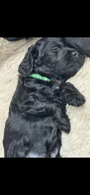 Cockapoo puppies for sale in Crook, Durham – 4 weeks old