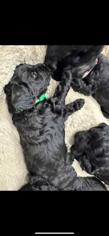 Cockapoo puppies for sale in Crook, Durham – 5 weeks old - Image 2 of 3