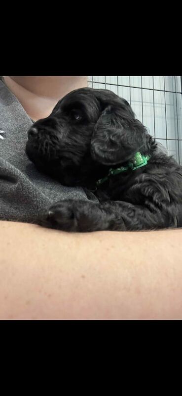 Cockapoo puppies for sale in Crook, Durham – 5 weeks old - Image 3 of 3