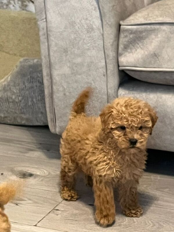 Cockapoo puppies for sale in Spennymoor, Durham – 8 weeks old