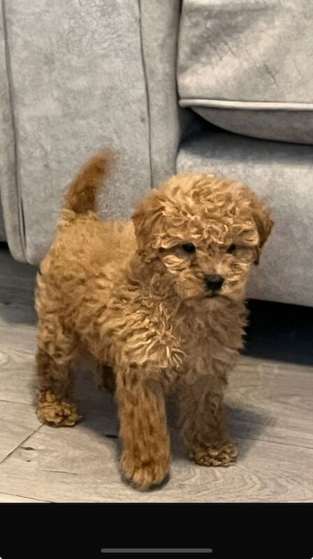 Cockapoo puppies for sale in Spennymoor, Durham – 8 weeks old - Image 2 of 3