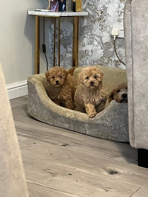 Cockapoo puppies for sale in Spennymoor, Durham – 8 weeks old - Image 3 of 3