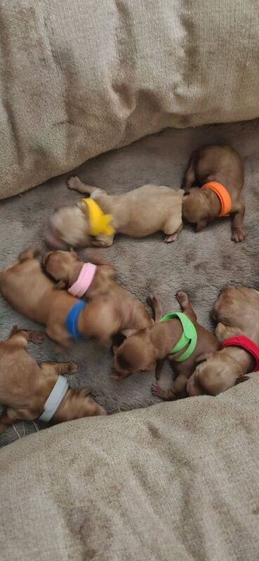 Cockapoo puppies for sale in Kilwinning, Ayrshire and Arran – 3 days old