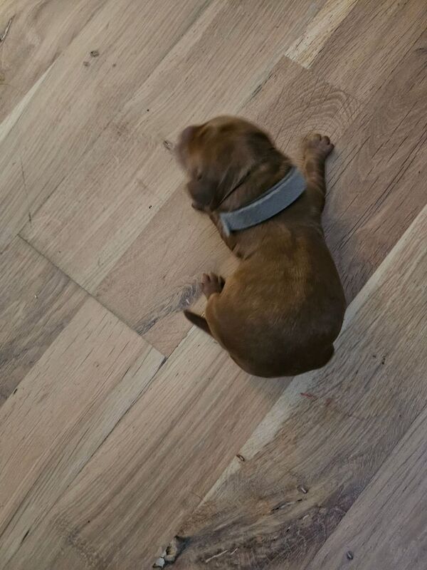 Cockapoo puppies for sale in Kilwinning, Ayrshire and Arran – 6 days old - Image 2 of 5