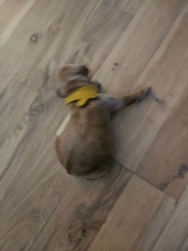 Cockapoo puppies for sale in Kilwinning, Ayrshire and Arran – 6 days old - Image 3 of 5