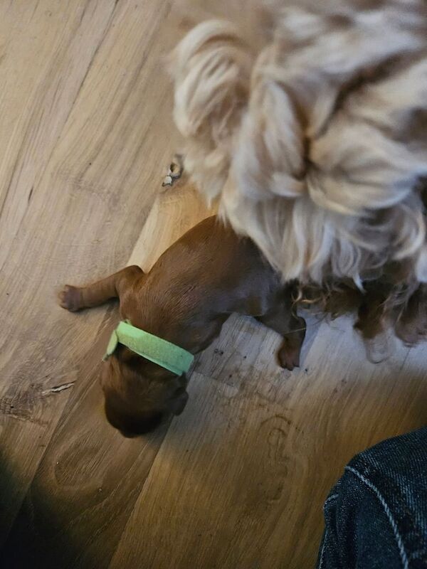Cockapoo puppies for sale in Kilwinning, Ayrshire and Arran – 6 days old - Image 4 of 5