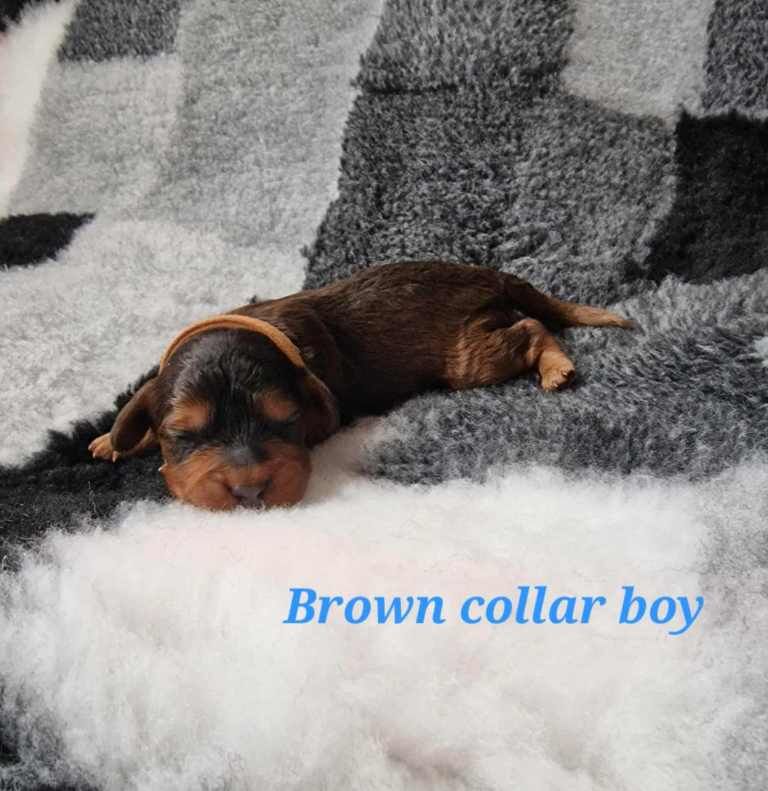 Cockapoo puppies for sale in Dunscroft, South Yorkshire – KC registered, 10 weeks old - Image 2 of 3