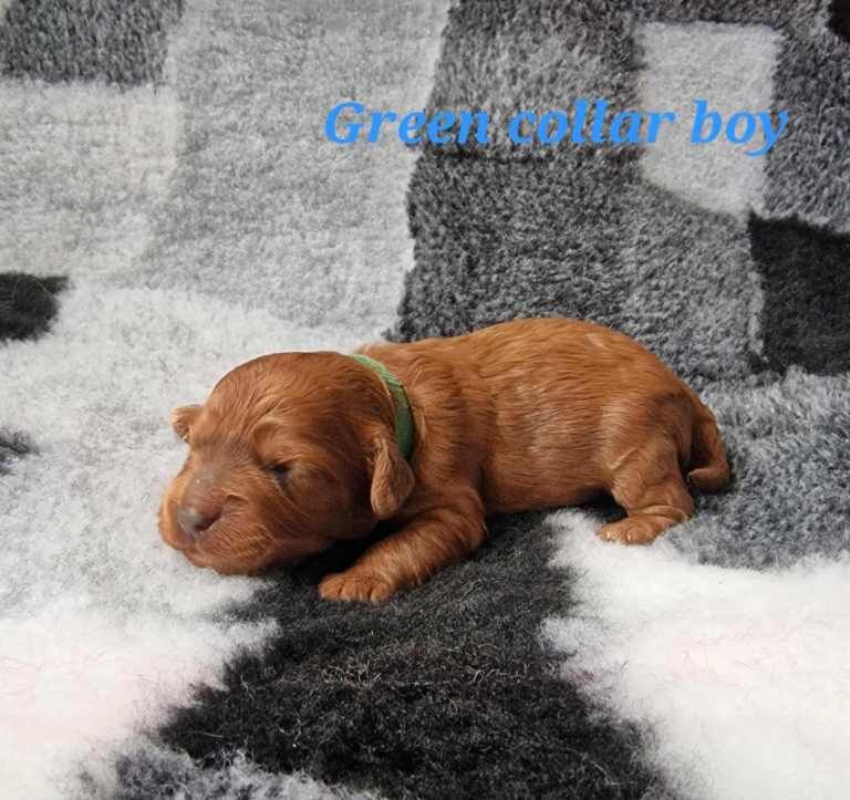 Cockapoo puppies for sale in Dunscroft, South Yorkshire – KC registered, 10 weeks old - Image 3 of 3