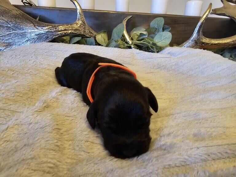 Cockapoo puppies for sale in Failsworth, Greater Manchester – 2 weeks old