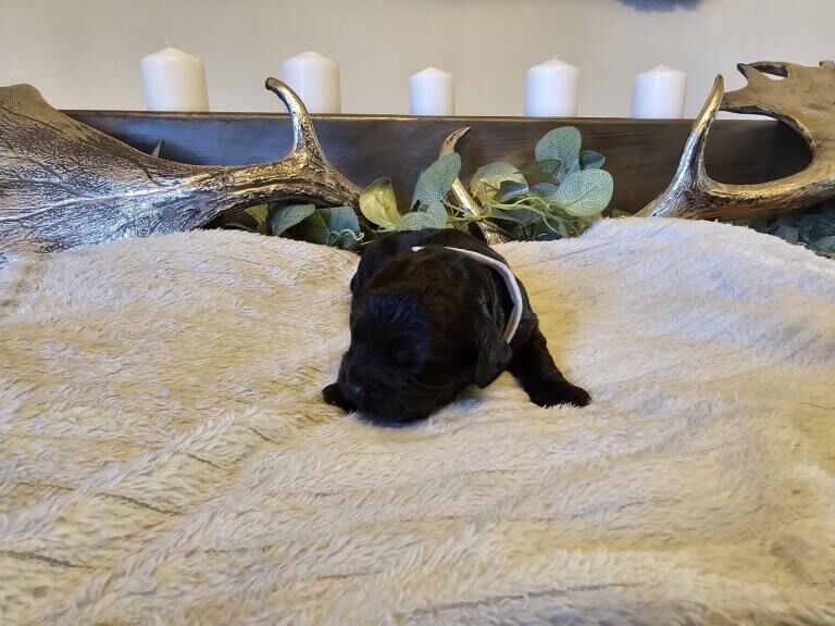 Cockapoo puppies for sale in Failsworth, Greater Manchester – 2 weeks old - Image 4 of 4