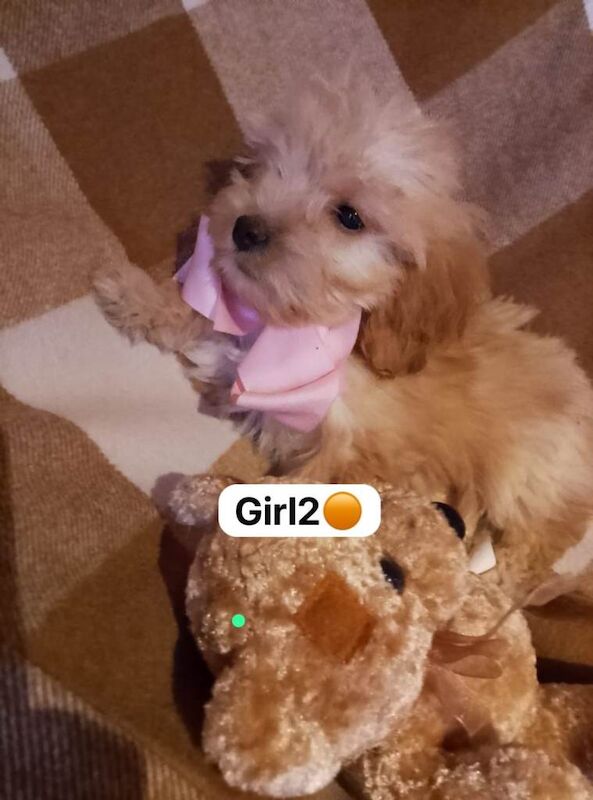 Cockapoo puppies for sale in Harlow, Essex – 5 months old - Image 2 of 4