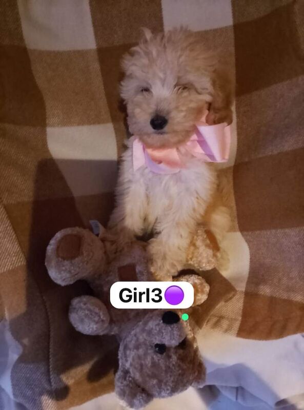 Cockapoo puppies for sale in Harlow, Essex – 5 months old - Image 3 of 4