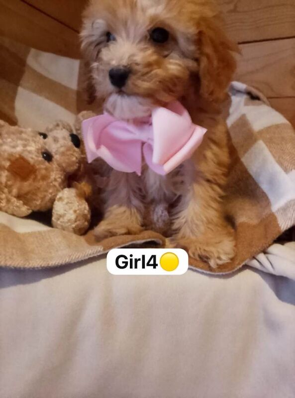 Cockapoo puppies for sale in Harlow, Essex – 5 months old - Image 4 of 4