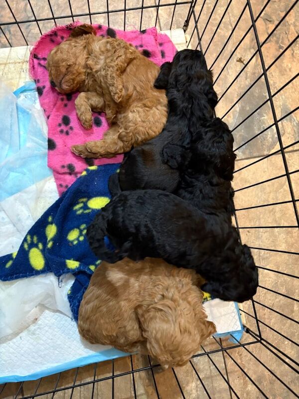 Cockapoo puppies for sale in Skegness, Lincolnshire – 5 weeks old - Image 2 of 3