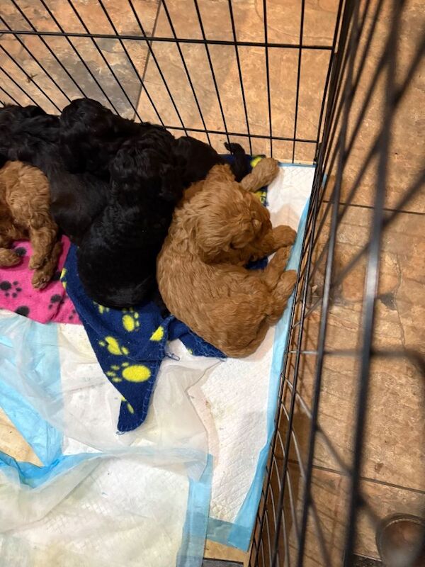 Cockapoo puppies for sale in Skegness, Lincolnshire – 5 weeks old - Image 3 of 3