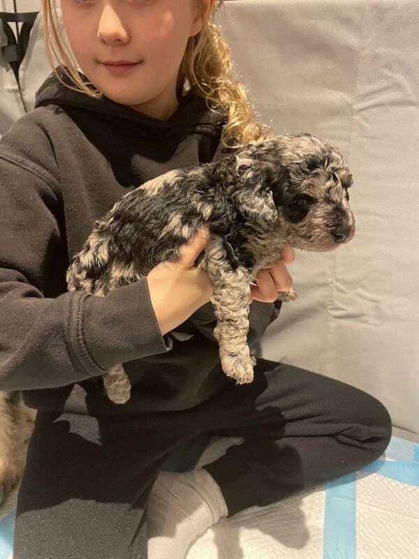 Cockapoo puppies for sale in Plymouth, Devon – 4 weeks old - Image 3 of 4