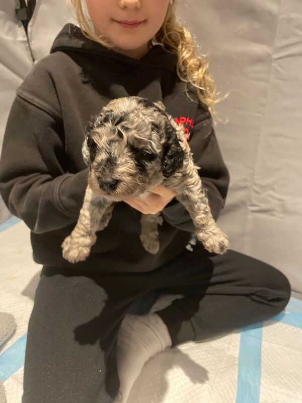 Cockapoo puppies for sale in Plymouth, Devon – 4 weeks old - Image 4 of 4