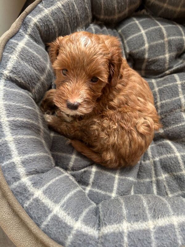 Cockapoo puppies for sale - Image 2 of 5