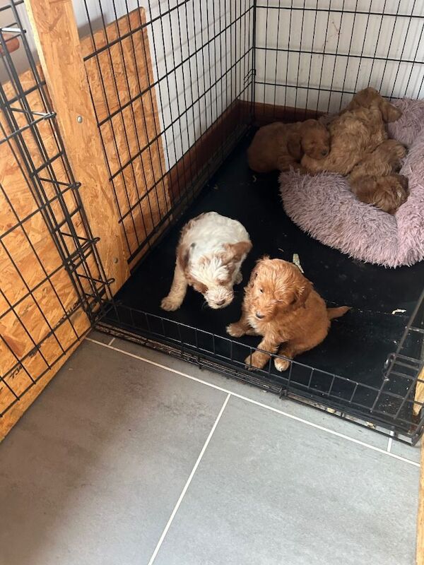 Cockapoo puppies for sale - Image 3 of 5