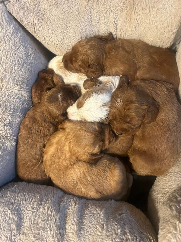 Cockapoo puppies for sale - Image 4 of 5