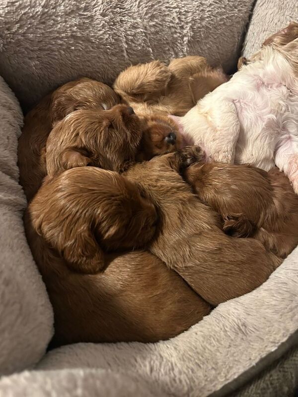 Cockapoo puppies for sale - Image 5 of 5