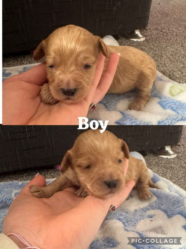 Cockapoo puppies for sale - Image 2 of 3
