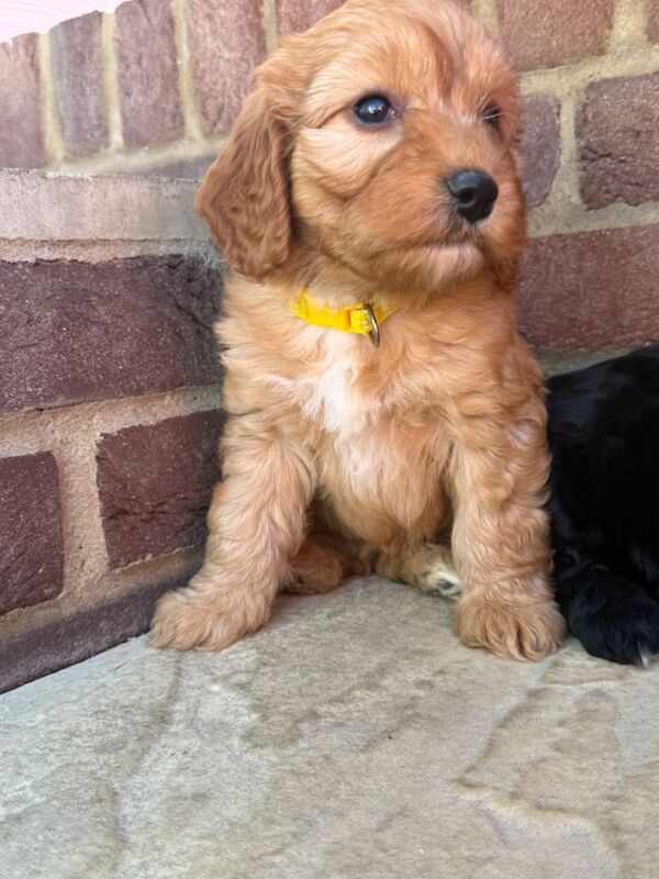 cockapoo puppies for sale