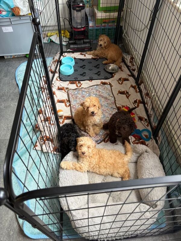 Cockapoo puppies for sale