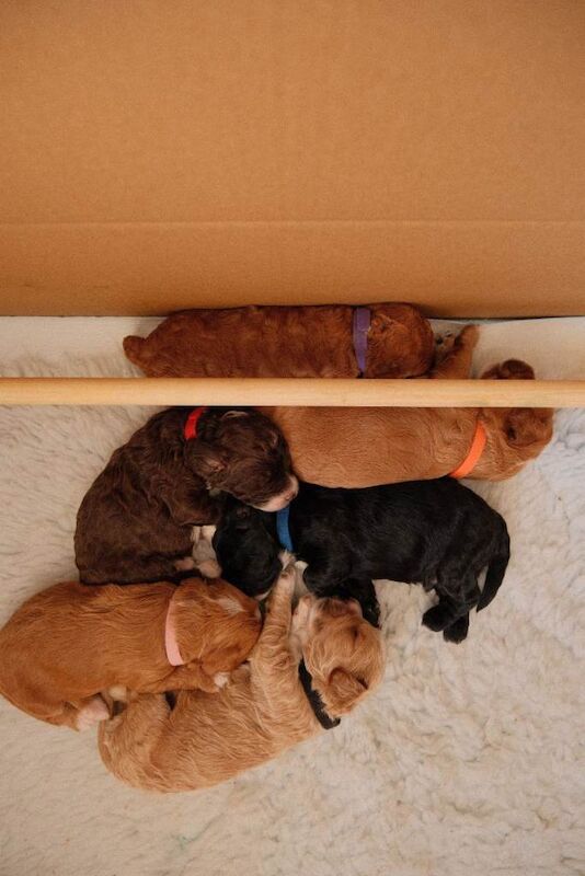 Cockapoo puppies for sale - Image 2 of 6
