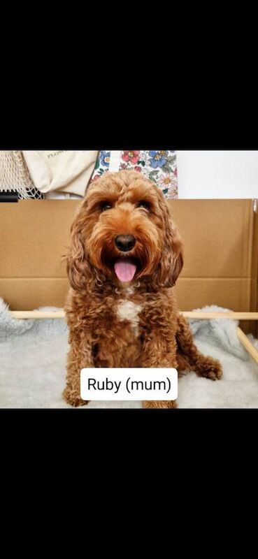Cockapoo puppies for sale - Image 3 of 6