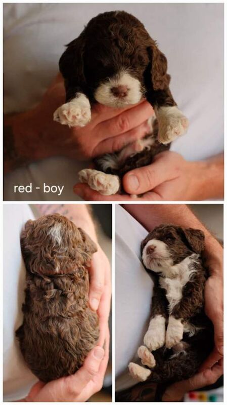Cockapoo puppies for sale - Image 4 of 6
