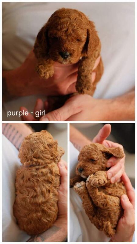 Cockapoo puppies for sale - Image 5 of 6