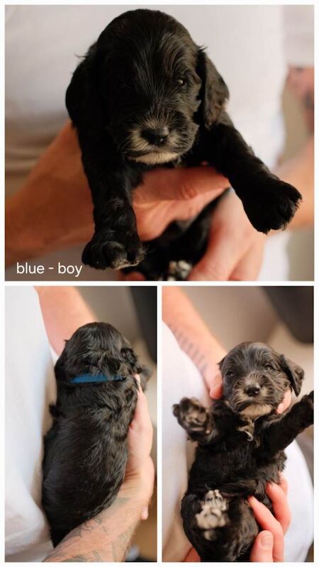 Cockapoo puppies for sale - Image 6 of 6
