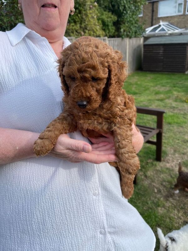 Cockapoo puppies for sale - Image 2 of 4