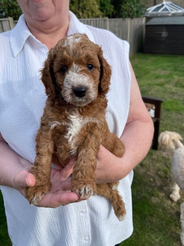 Cockapoo puppies for sale - Image 3 of 4