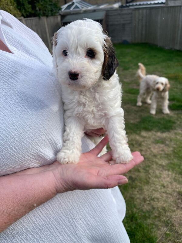 Cockapoo puppies for sale - Image 4 of 4