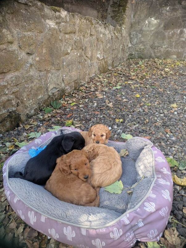 Cockapoo puppies for sale