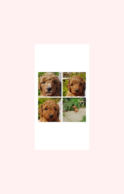Cockapoo puppies for sale( females) for sale in Northampton, Northamptonshire - Image 1