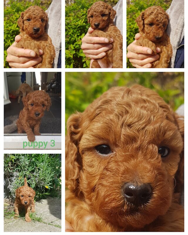 Cockapoo puppies for sale( females) for sale in Northampton, Northamptonshire - Image 2