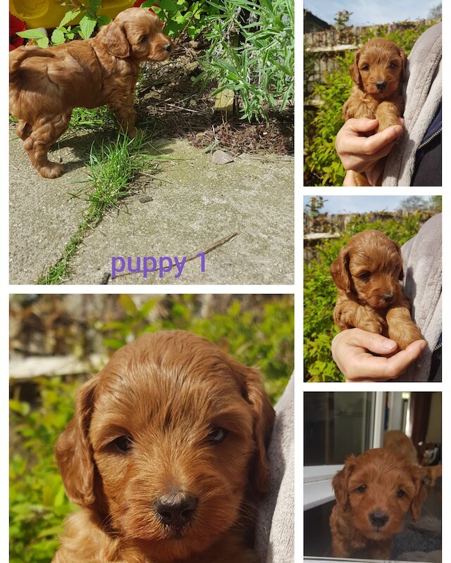 Cockapoo puppies for sale( females) for sale in Northampton, Northamptonshire - Image 3