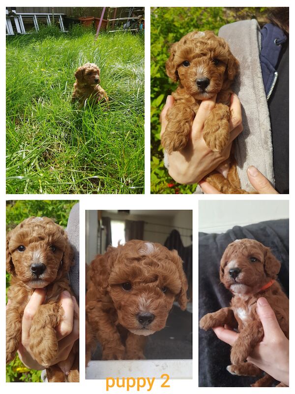 Cockapoo puppies for sale( females) for sale in Northampton, Northamptonshire - Image 4