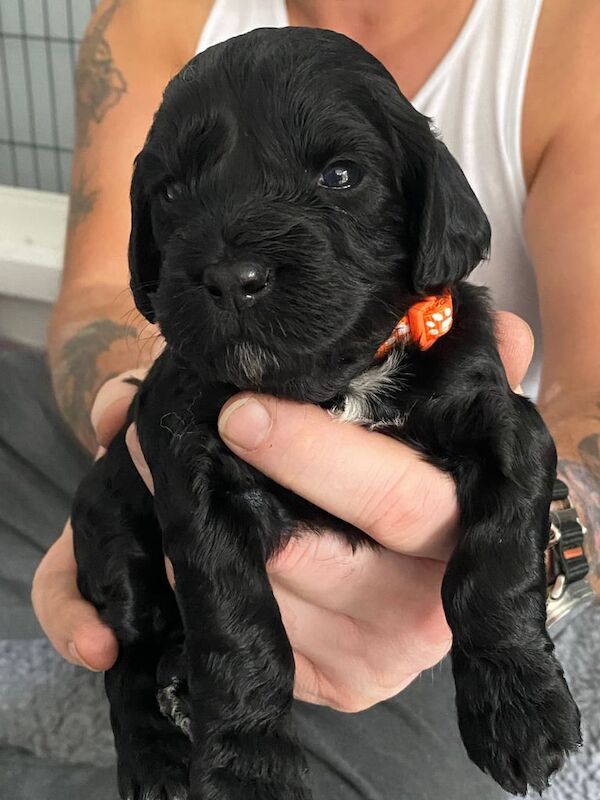 Cockapoo puppies for sale in Crook, Durham – 3 weeks old