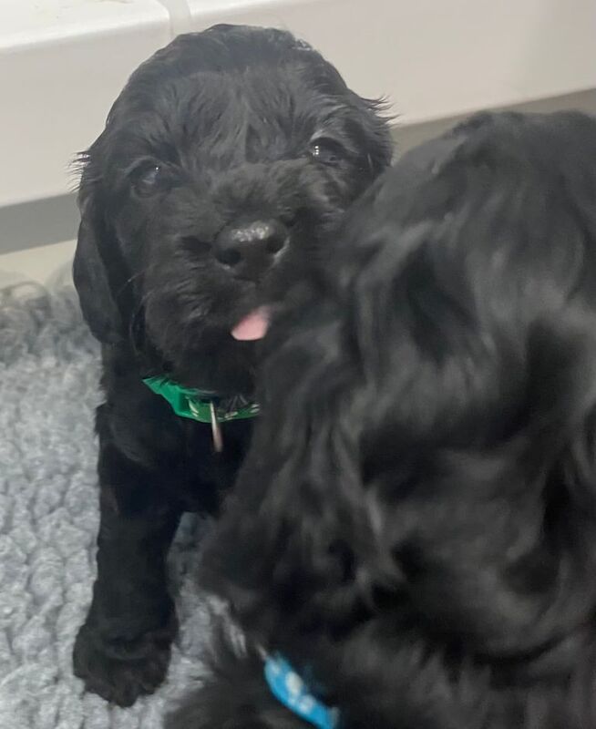 Cockapoo puppies for sale in Crook, Durham – 4 weeks old - Image 2 of 3